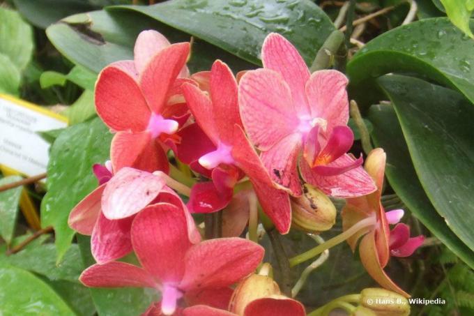 Zonnebrand op orchideeën in de vorm van donkere bladvlekken