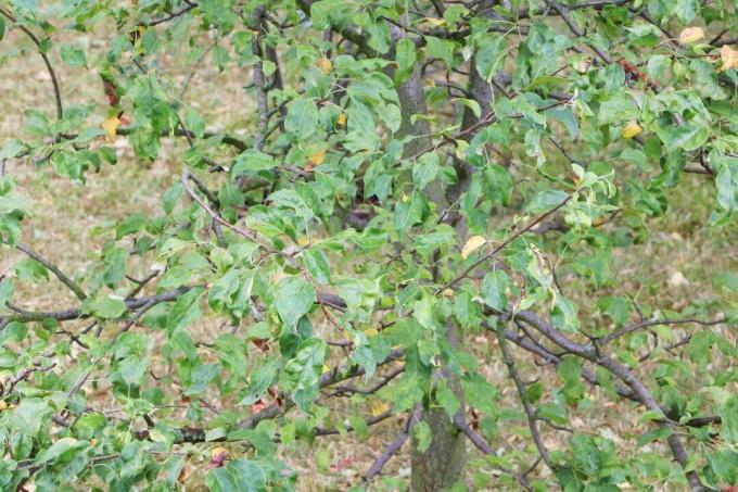 Дикая яблоня (Malus sylvestris)
