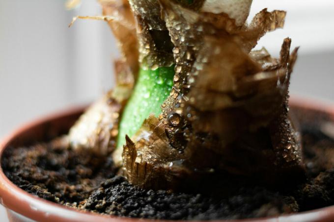 Amaryllis dalam pot dengan tanah disiram