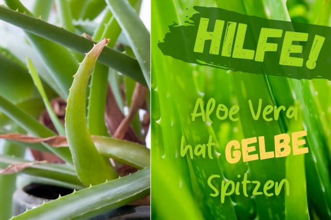 Aloe vera har gula blad - titlar