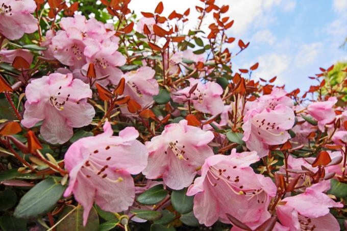 Lokasi Rhododendron