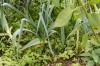 Büyüyen pırasa: ekim, bakım ve hasat