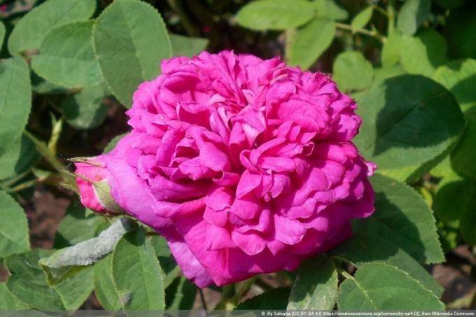 исторические сорта роз: Rose de Resht