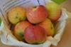 Josef-Musch-Apfel: Fra dyrkning til høst