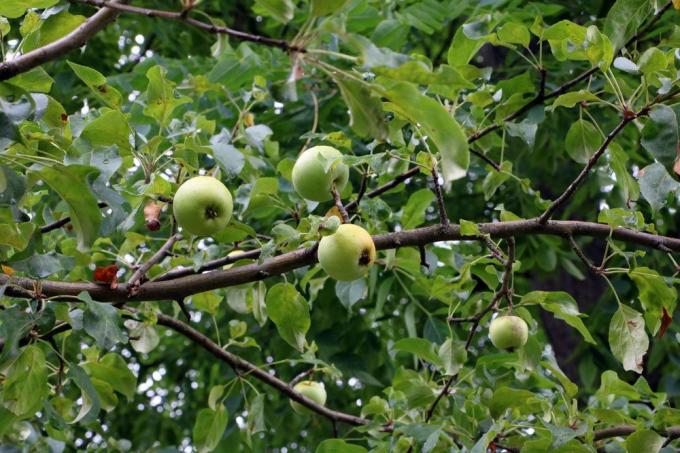 drvena jabuka