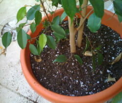 omplanterad växt