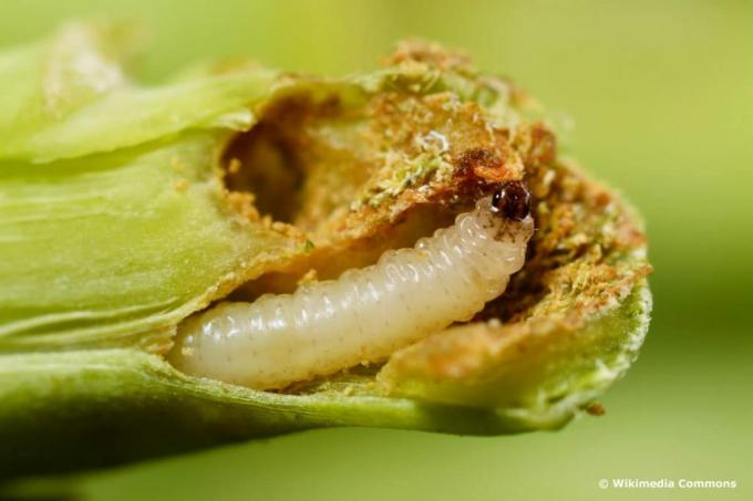 Larva kutu lobak pada lobak