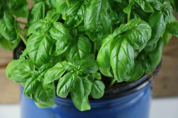 Basil with wet leaves