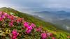 Rhododendronien istutus: paikka ja aika