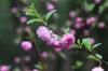 Mandloně, mandlové keře, Prunus triloba