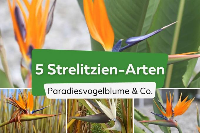 Strelitzia türleri