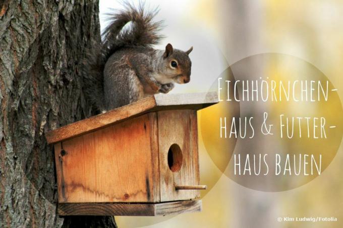 Zgradite hišo za veverice
