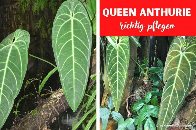 Queen Anthurium (Anthurium warocqueanum)