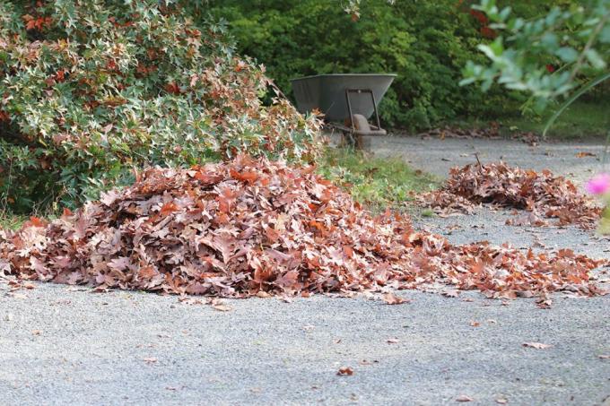 pile of leaves