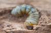 木食い虫を認識する: 木食い虫の蔓延は活発ですか?
