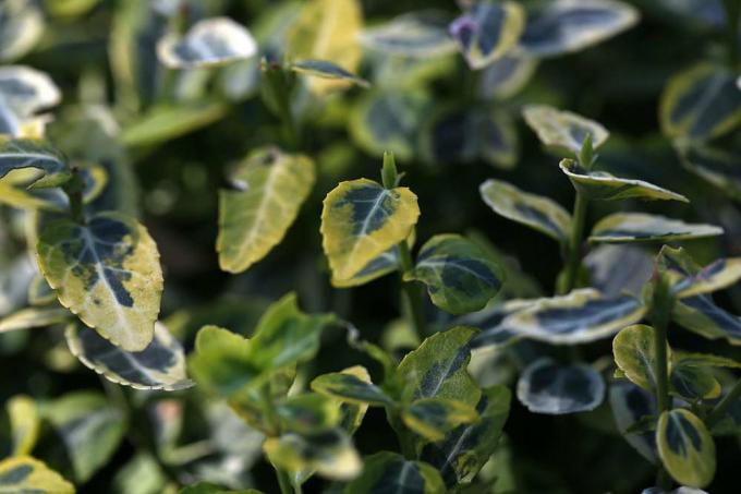 Arbust fus 'Emerald'n Gold' (Euonymus fortunei), acoperire a solului