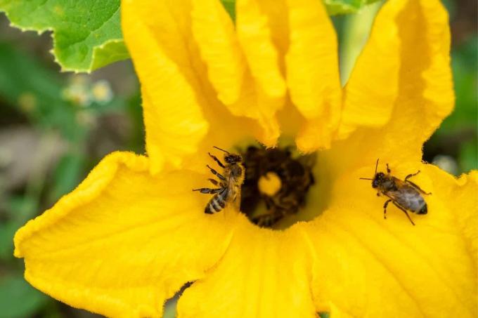 Albinele polenizează flori de dovlecel