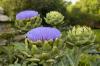Plantar alcachofas: todo lo que necesitas saber sobre cultivo y cuidado