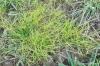 Herbe étrangère dans la pelouse: qu'est-ce qui aide contre l'herbe folle épaisse ?
