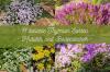 11 varietà di timo popolari: erbe aromatiche e tappezzanti