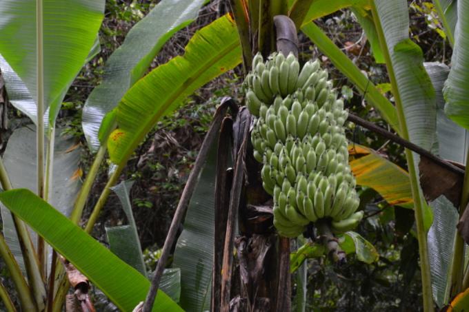 نبات الموز