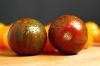 Svart sebra tomat: dyrking, stell og modningstid