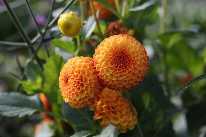 Ντάλια μπάλας - Dahlia hortensis - καλά γονιμοποιημένη