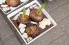 Plantați și îngrijiți corect bulbii de amaryllis