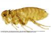 Petits insectes sauteurs: c'est le scarabée