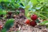העדיפו תותים מזרעים: זמן נביטה, זרעו ודקור