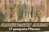 बॉटल गार्डन: गिलास में 27 उपयुक्त पौधे