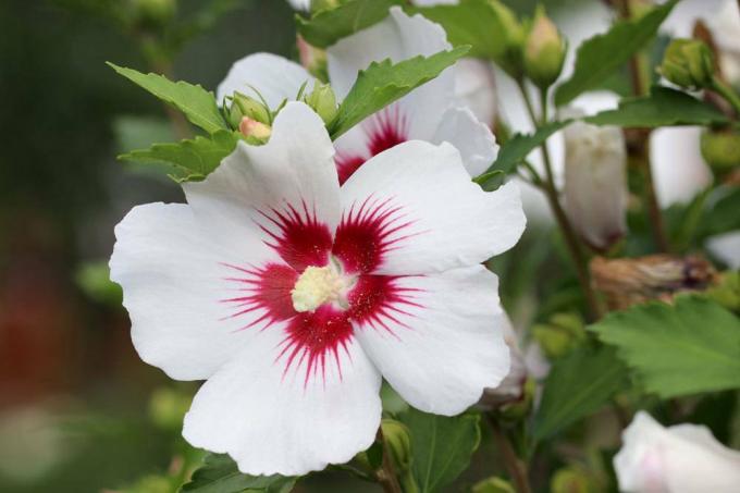 सफेद फूल के रंग के साथ हिबिस्कस