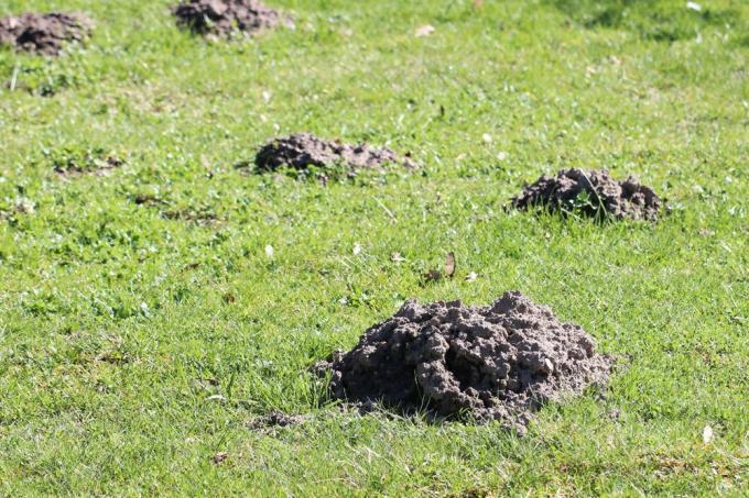 Molehills στον κήπο