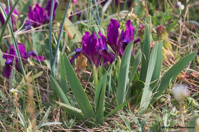 Trpasličí kosatce (Iris pulima)