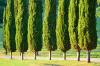 Cypresses: เคล็ดลับในการปลูกและดูแล