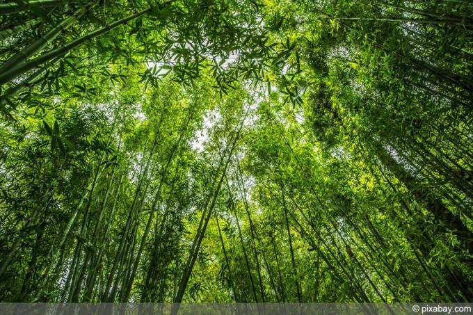 hiiglaslik bambus