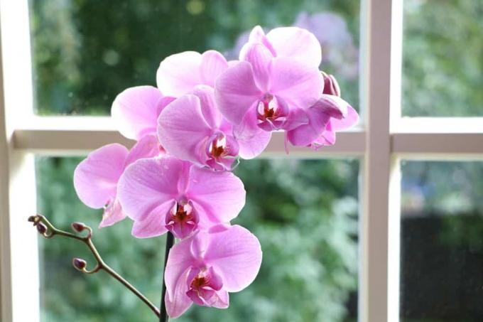 Orchidaceae - Phalaenopsis Orkideat