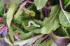 Ätit basilikablad: Det här är anledningarna