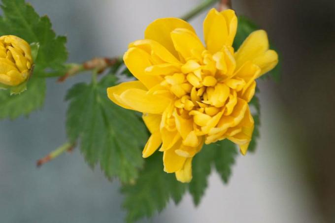 Jaskier podwójny z żółtymi, pełnymi kwiatami