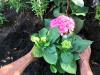 Fertilize hydrangeas: tips on when and how to proceed