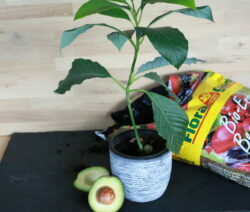 Nouă plantă de avocado crescută din semințe