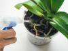 De 7 meest voorkomende fouten bij de verzorging van orchideeën