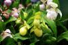 Dendrobium Nobile Orchid: pleie fra A-Å