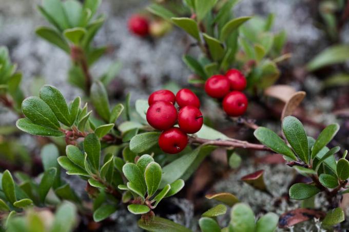 Bearberry fruits