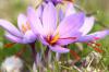 Growing saffron: planting, care & propagation