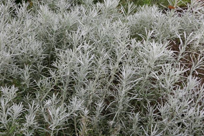 עשב קארי - Helichrysum italicum
