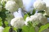 When does viburnum bloom? Everything about the heyday of viburnum