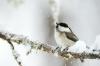 पक्षियों के लिए वसायुक्त भोजन: किन बातों का ध्यान रखें