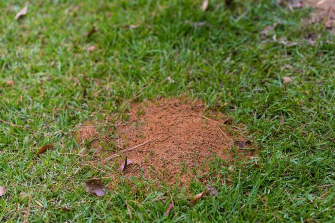 잔디밭에 개미가 좋은지 나쁜지