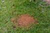 Gule pletter i græsplænen fra myrer?